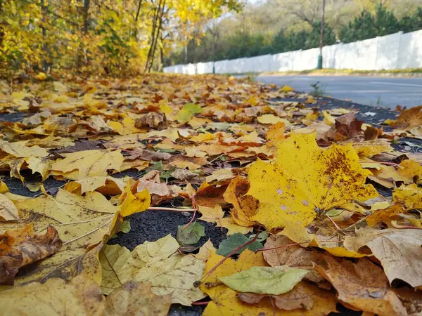 Umgestürzte Herbstblätter Nahe Straße — Stockfoto