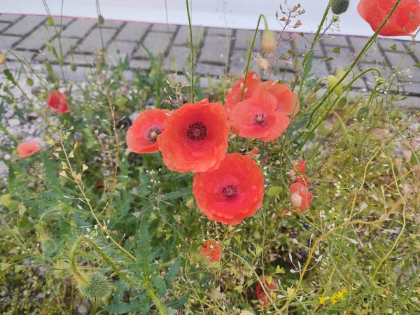 Vackra Röda Vallmo Blommor Fältet — Stockfoto