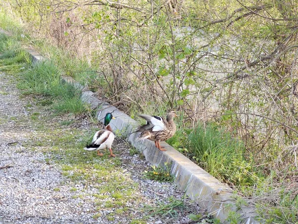 Patos Naturaleza Temporada Primavera — Foto de Stock