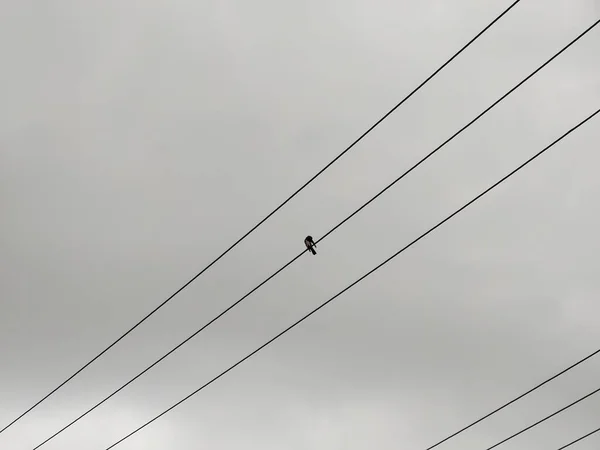 Pájaro Sentado Líneas Eléctricas Sobre Fondo Gris Del Cielo —  Fotos de Stock