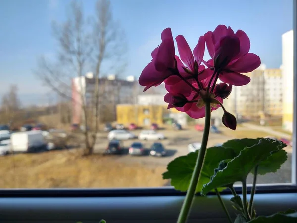 自宅で窓辺の美しいピンクの花 — ストック写真