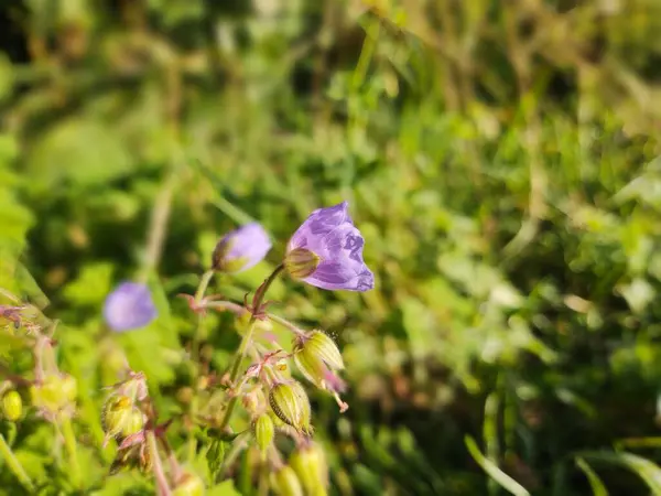 Hermosas Flores Púrpuras Campo —  Fotos de Stock