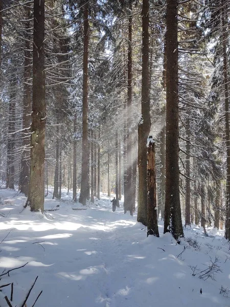 Belle Forêt Hiver Soleil — Photo