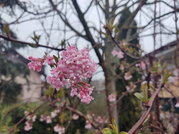 Belles Fleurs Roses Dans Jardin — Photo