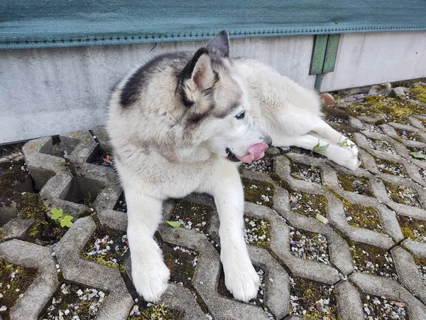 Sibiřský Husky Pes Lízání Tvář Sám — Stock fotografie