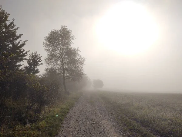 Foggy Morgon Skogen Med Stig — Stockfoto