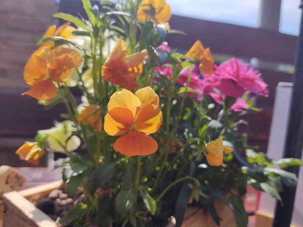 Belles Fleurs Colorées Dans Jardin Ensoleillé — Photo