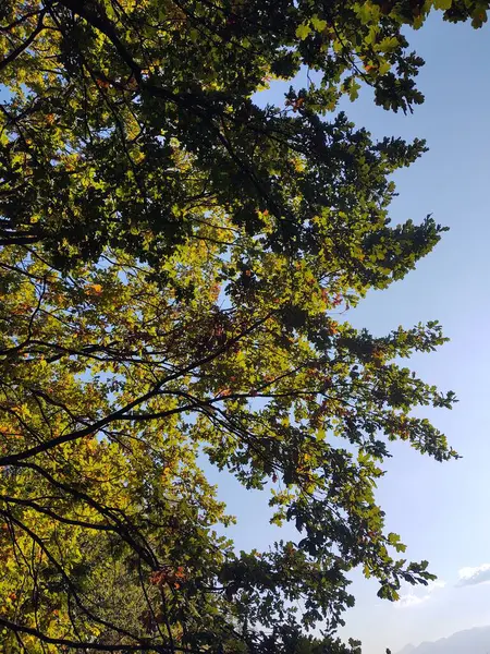 Schöner Herbstwald Mit Bäumen Und Grünen Blättern — Stockfoto