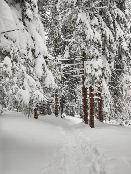 Hermoso Bosque Nevado Invierno — Foto de Stock