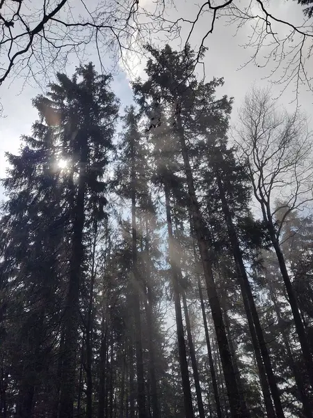 Schöner Wald Sonnigem Tag — Stockfoto
