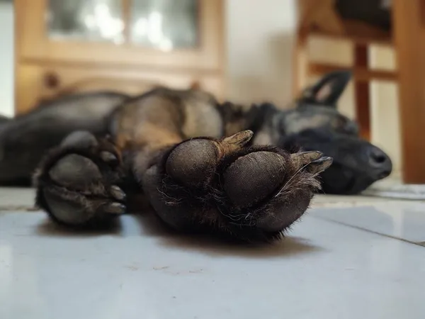 Dog Lying Floor Home — Stock Photo, Image