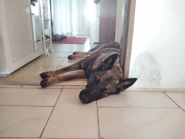 German Shepherd Dog Lying Floor Home — Stock Photo, Image
