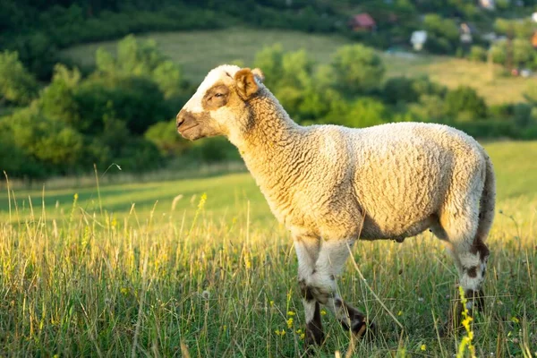 Sheep Grazing Mountain Meadow — Stock Photo, Image