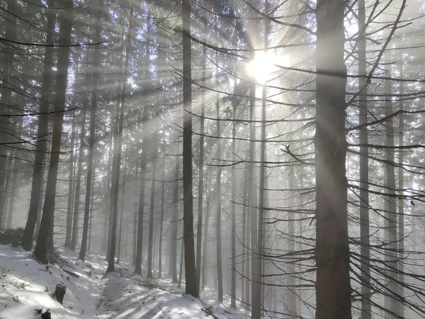 Hermoso Bosque Invierno Día Soleado —  Fotos de Stock