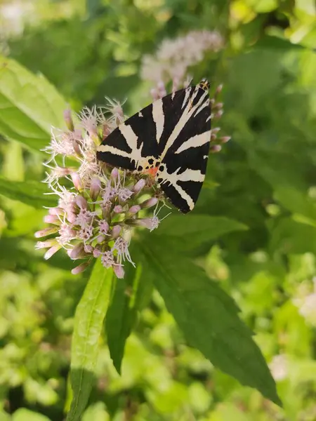 Gyönyörű Pillangó Természet Háttér Közelről — Stock Fotó