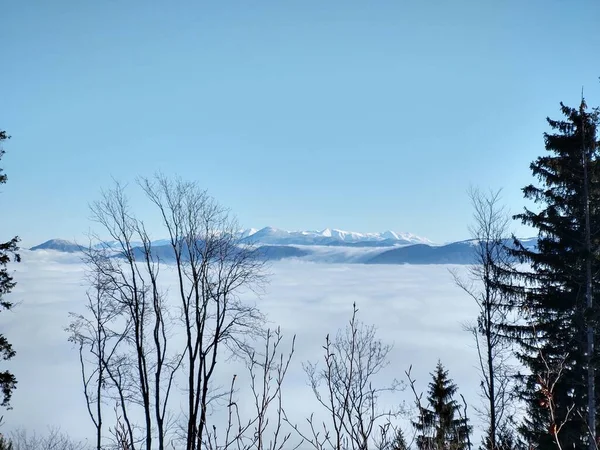 Piękny Krajobraz Lasem Chmurami — Zdjęcie stockowe
