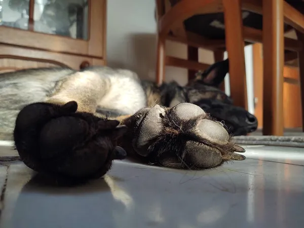 Dog Lying Floor Home — Stock Photo, Image