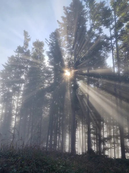 Красивий Краєвид Гірським Лісом Фоні Природи — стокове фото