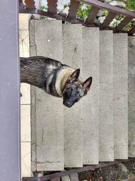 Blick Von Oben Auf Schäferhund Auf Treppe — Stockfoto