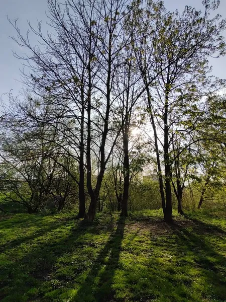 Belle Forêt Printemps — Photo