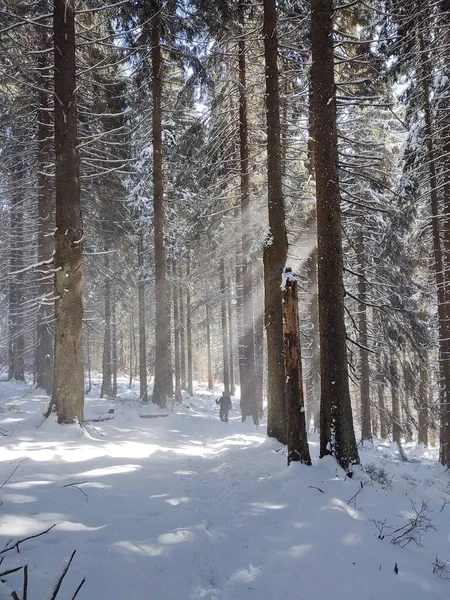 Bella Foresta Invernale Nella Giornata Sole — Foto Stock