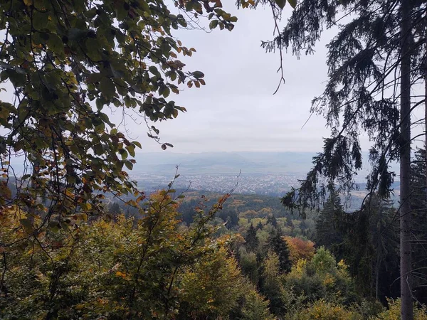 Осенний Пейзаж Деревьями Лесом Природе — стоковое фото
