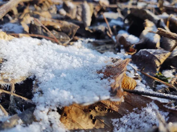 森の中の雪の下の落ち葉 — ストック写真