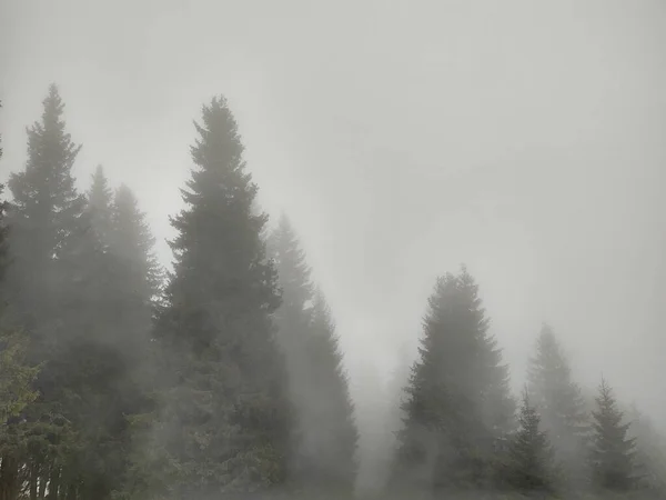 Manhã Nebulosa Floresta Montanha — Fotografia de Stock