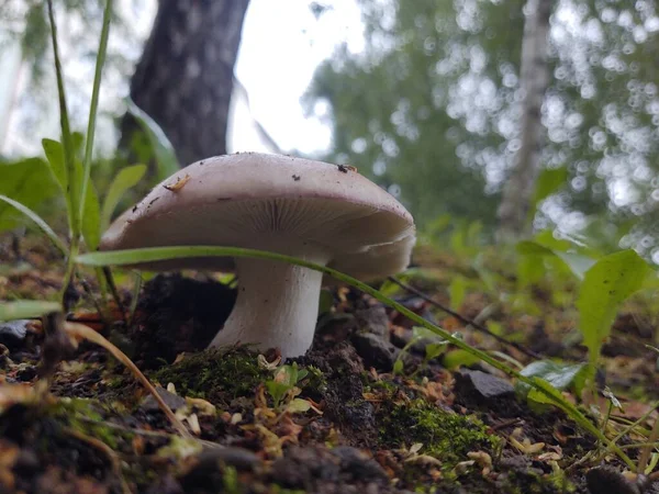 在森林里的蘑菇在大自然的背景下 — 图库照片