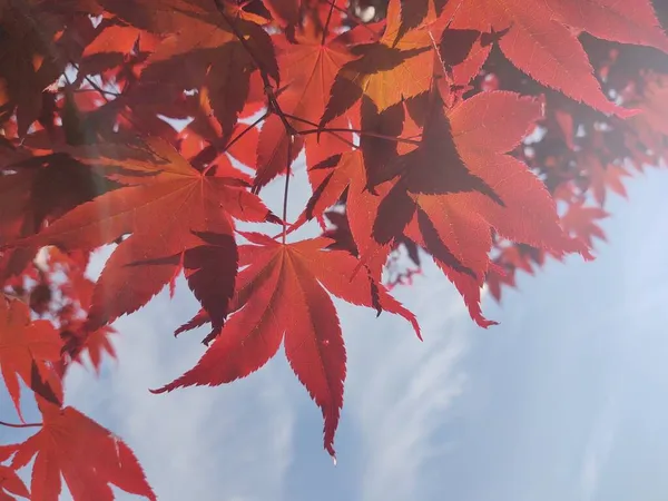 Осенние Листья Ветвях Деревьев — стоковое фото