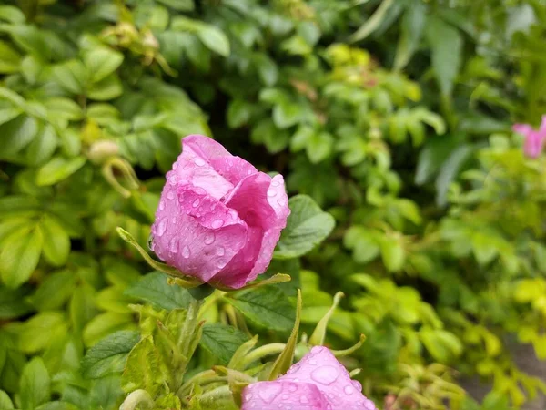 Vackra Rosa Rosor Trädgården — Stockfoto