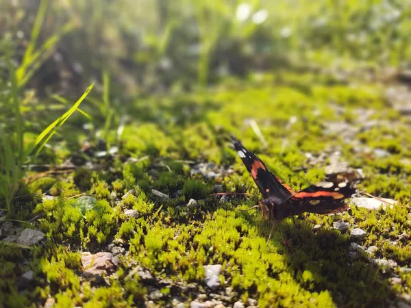 Beau Papillon Sur Fond Nature Gros Plan — Photo