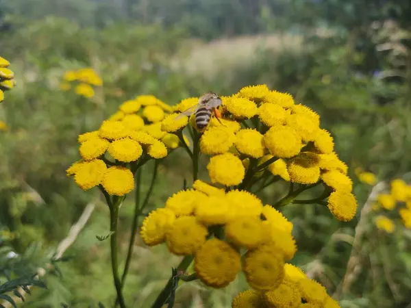 Gelbe Blumen Mit Biene Grünen Garten — Stockfoto