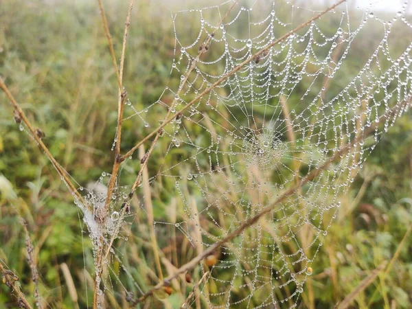 Gros Plan Toile Araignée Dans Forêt — Photo