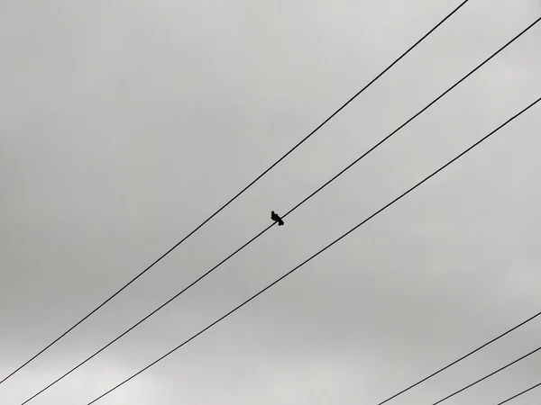 Uccello Seduto Linee Elettriche Sfondo Cielo Grigio — Foto Stock