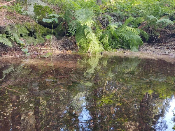 Schöne Botanische Aufnahme Mit Pfund Naturtapete — Stockfoto