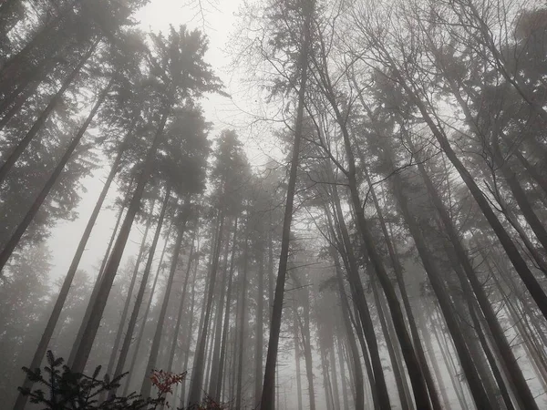霧の時期の神秘的な秋の森 — ストック写真