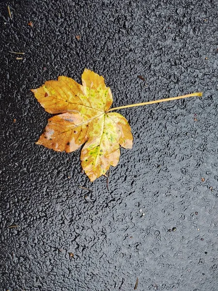 Gevallen Herfstblad Natte Achtergrond — Stockfoto