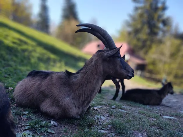Group Goats Grazing Mountains — Stock Photo, Image