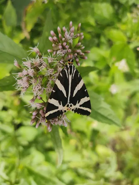 Beau Papillon Sur Fond Nature Gros Plan — Photo
