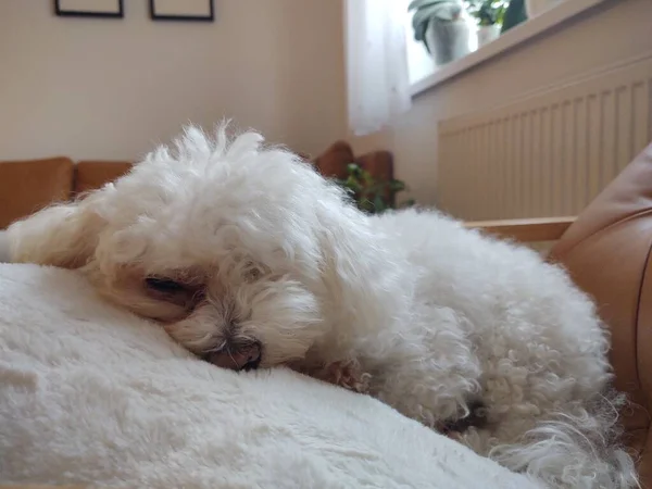 家里的毛茸茸的小狗躺在枕头上 — 图库照片