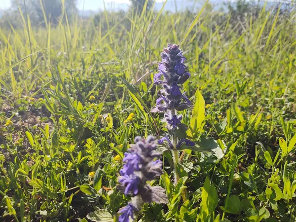 Schöne Lila Blüten Grünen Feld — Stockfoto