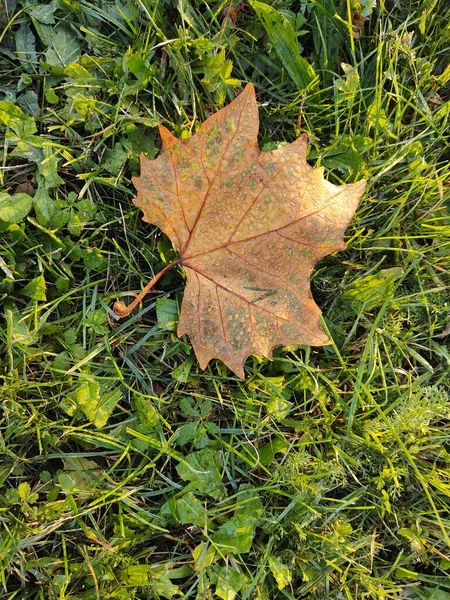Gefallenes Herbstblatt Auf Grünem Gras — Stockfoto