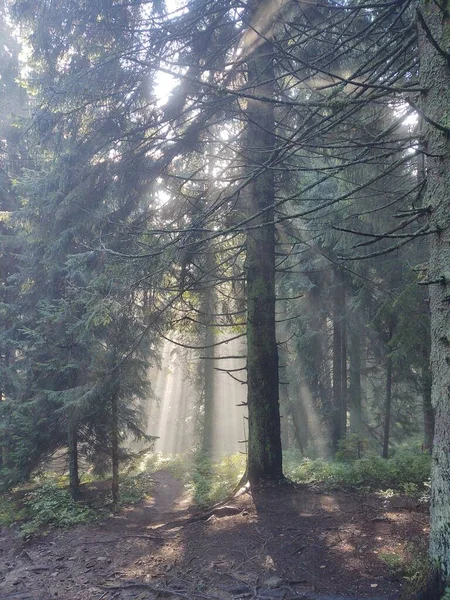 Красивый Лес Утром Фоне Природы — стоковое фото