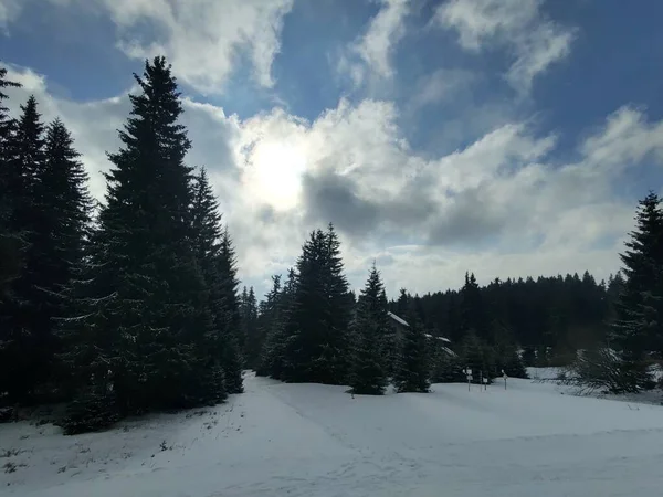 Hermoso Paisaje Invierno Con Bosque — Foto de Stock