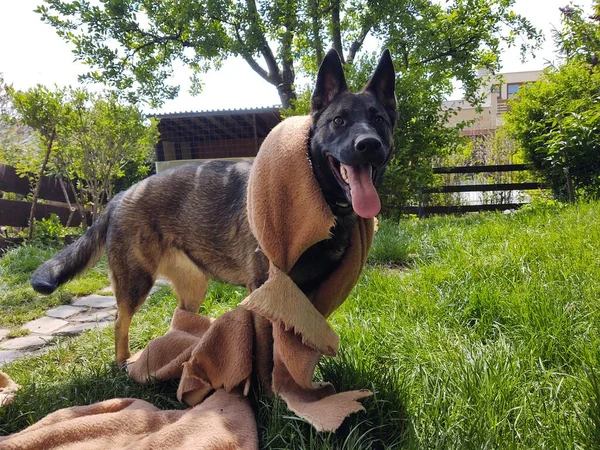 Chien Berger Allemand Jouant Avec Tissu Dans Cour — Photo