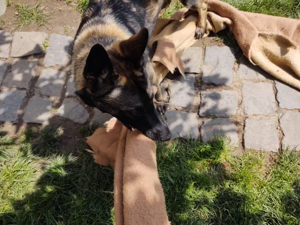 Pastor Alemão Cão Brincando Com Pano Quintal — Fotografia de Stock