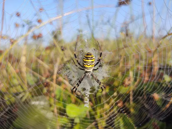 Nahaufnahme Des Spinnennetzes Feld — Stockfoto