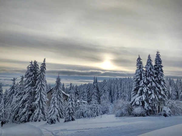 Piękny Zimowy Krajobraz Lasu — Zdjęcie stockowe
