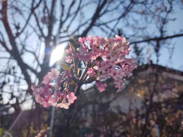 Piękne Kwiaty Kwiecie Gałęziach Drzew Sezonie Wiosennym — Zdjęcie stockowe
